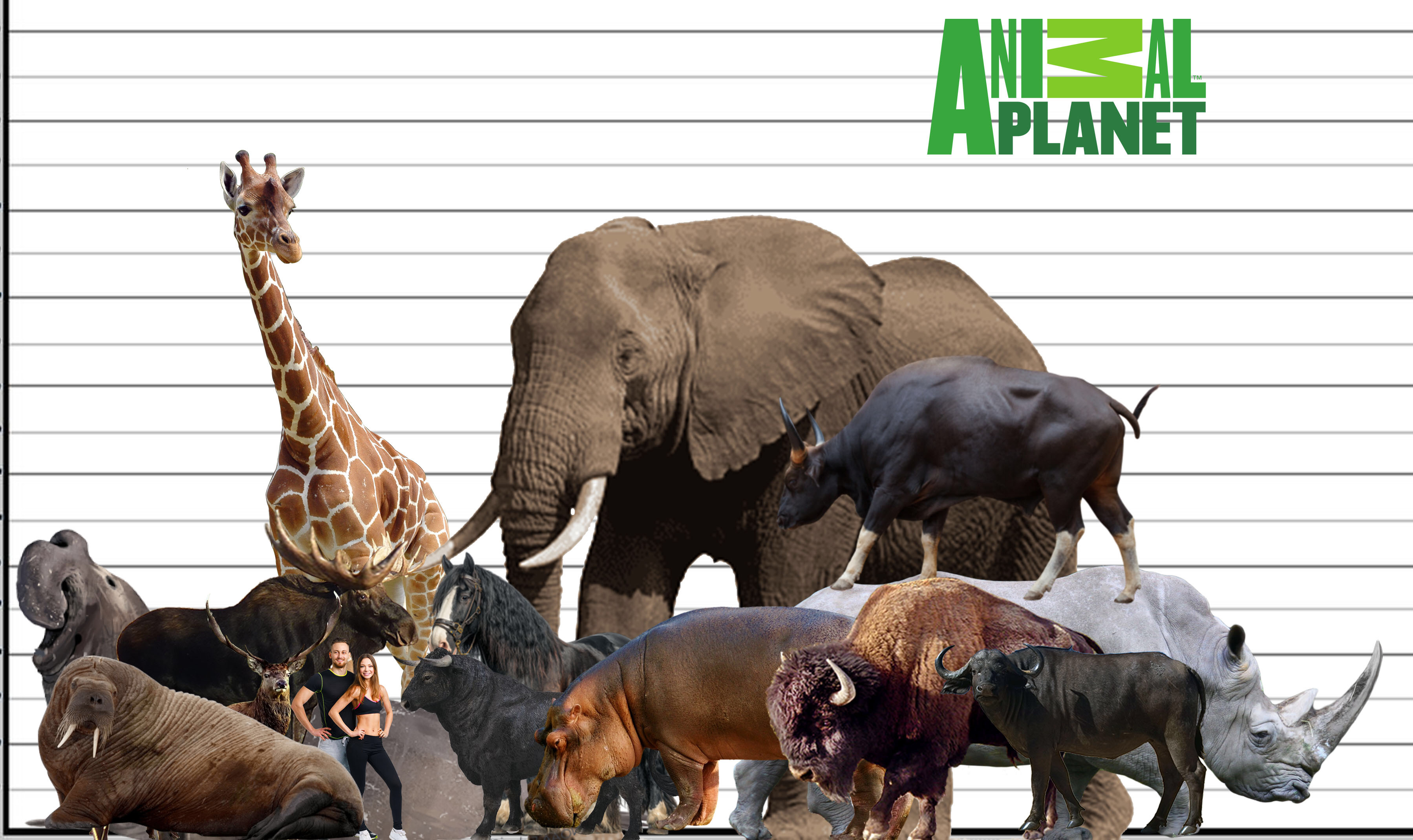 Animals In Size Order Biggest Land Animals Today Size Comparison by vanderqnest on DeviantArt