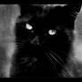 Le Chat Noir