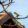 Parus major