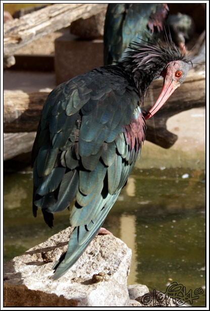 Bald Ibis