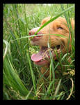 Rex is hiding.. by kallerhult