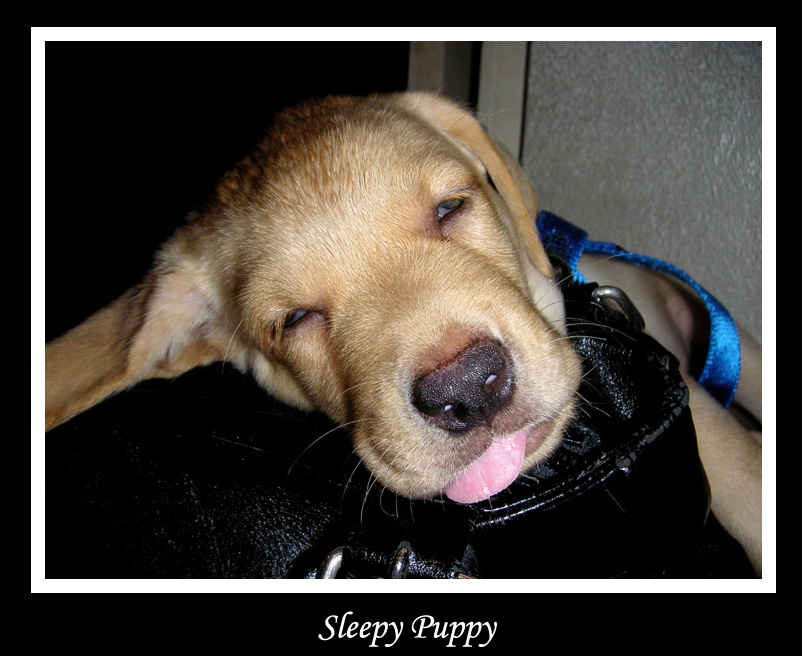 sleepy puppy