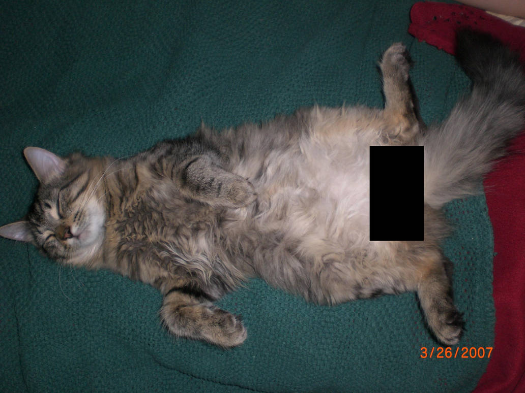 Censored Kitty by Euterpsoapin on DeviantArt