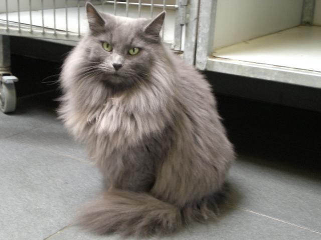 Norwegian forest cat