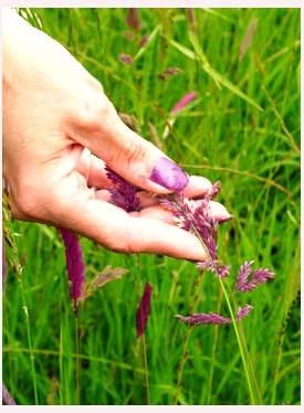 In the Lavender