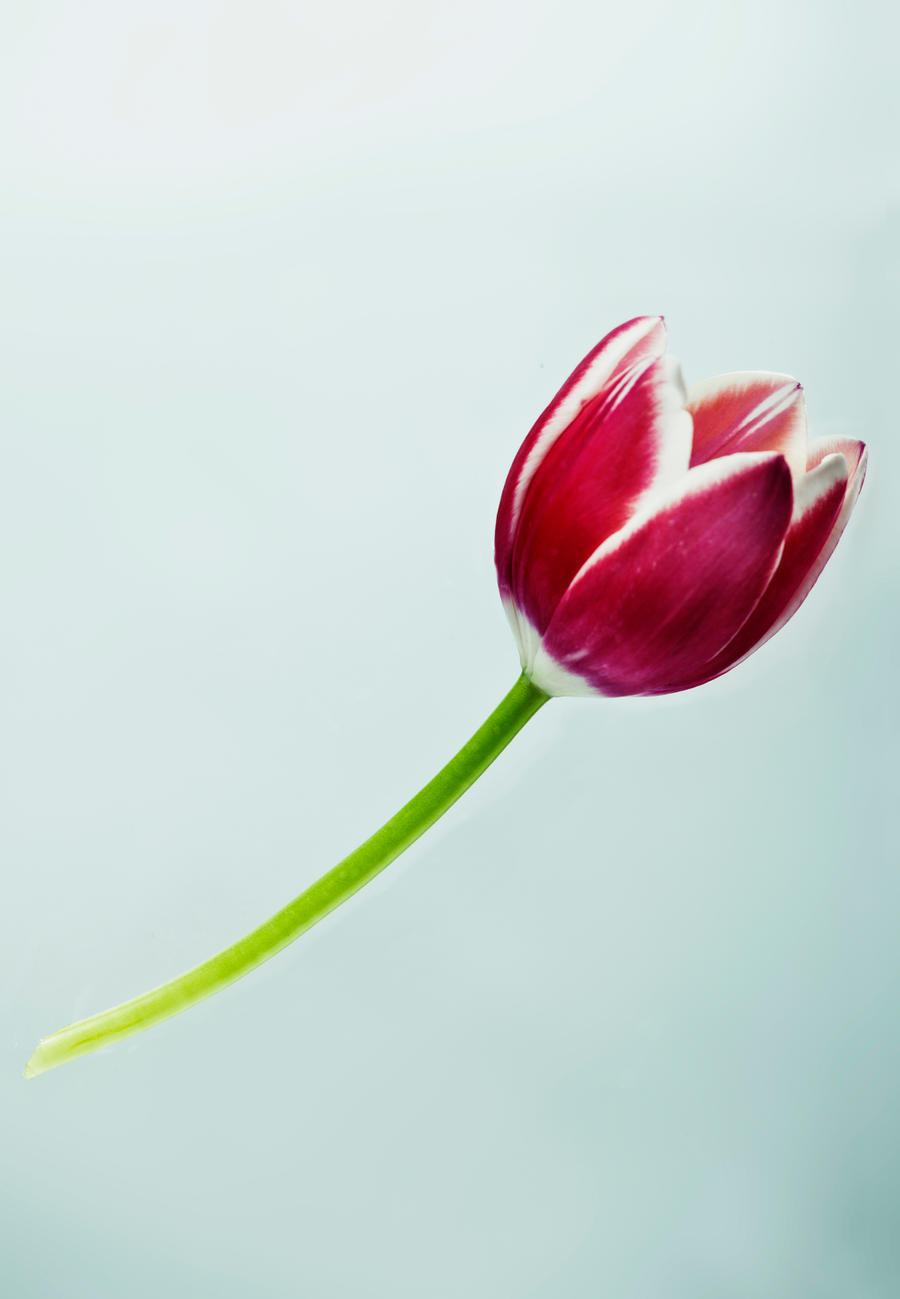 Tulip