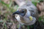 Little Friarbird 1 by FriarbirdJacki