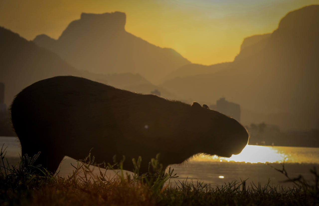 Capybara Island Rio capybara at Rio by RafaelPaskin on DeviantArt