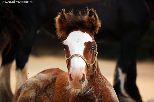 Horse foal