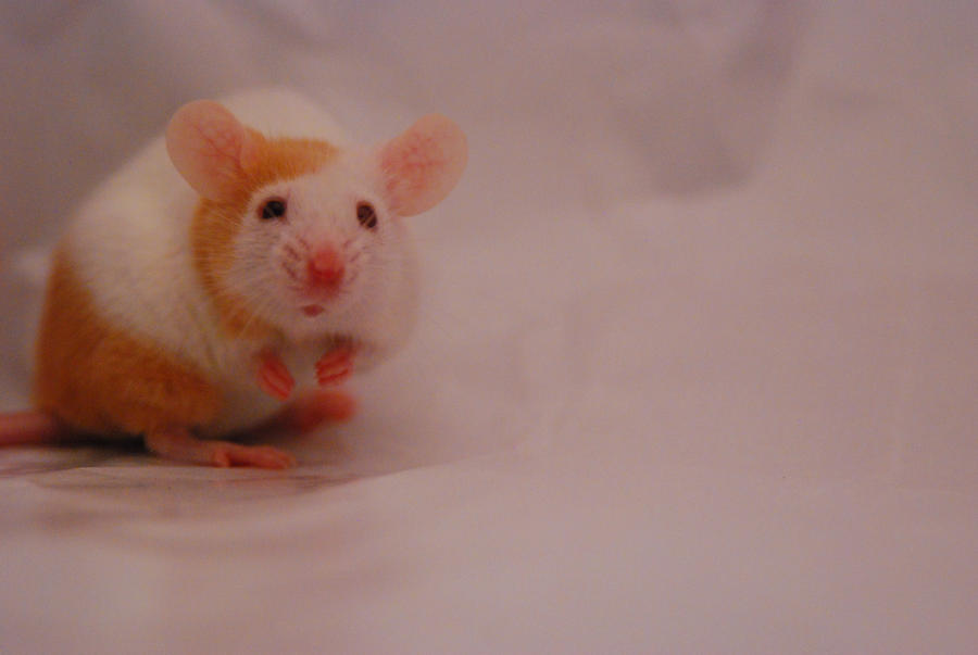 T-Rex Mouse by Toxxistorm on DeviantArt