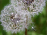 Yet Another Dandelion by BelaBoosMim