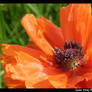 Orange Poppy