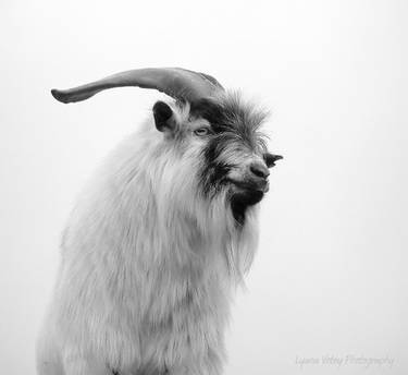 Billy Goat Gruff