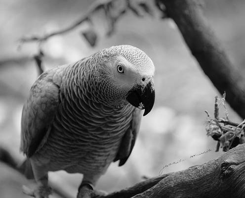 African Grey