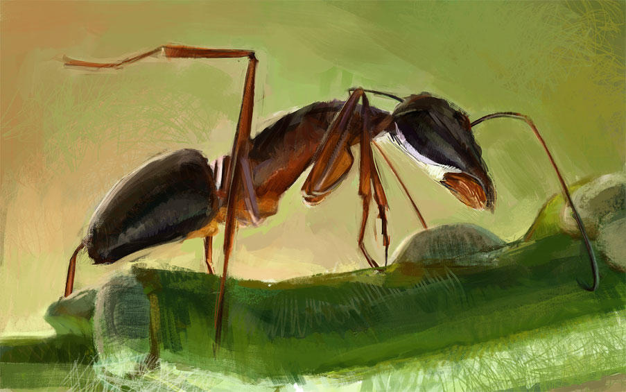 Ant Deviantart Ant study by Emil-K on DeviantArt