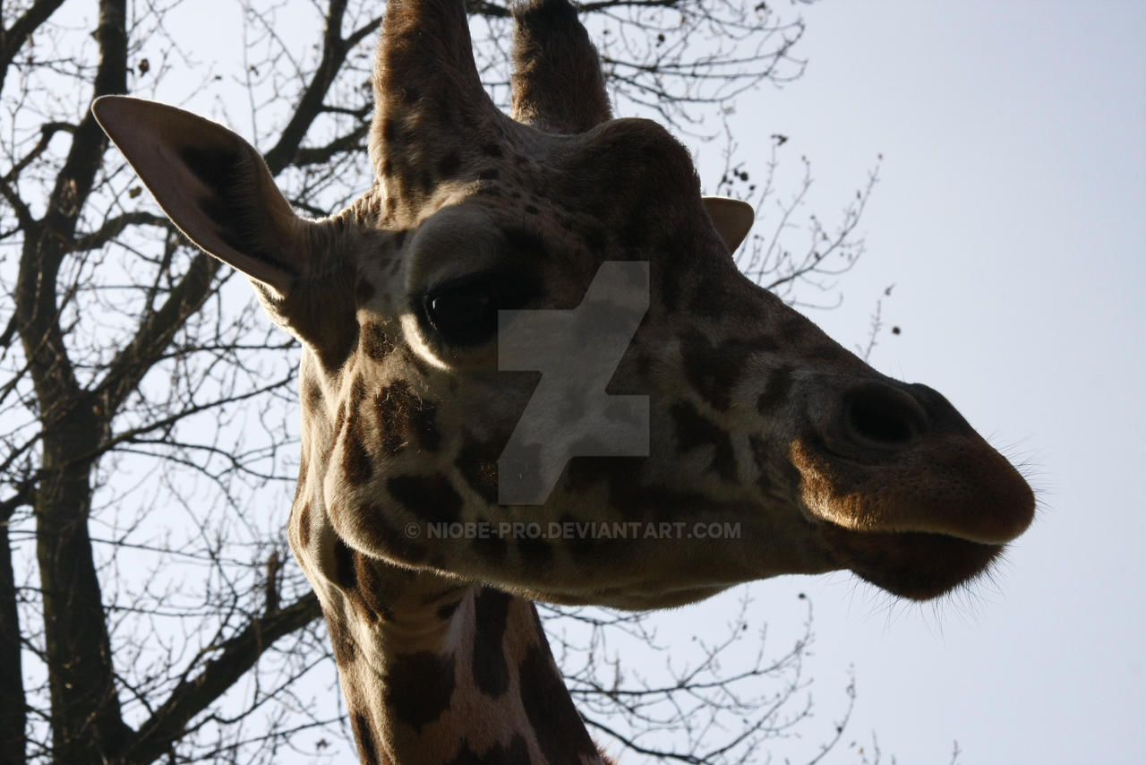 giraffe II