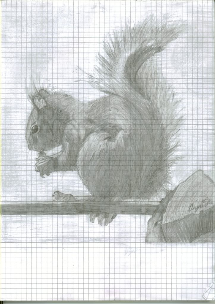 Squirrel 2