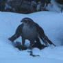 Caught In the Snow