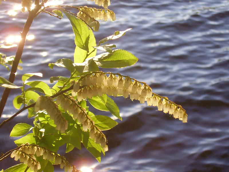 spring bells by virginmaryaxe on DeviantArt