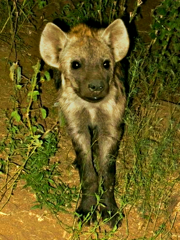 Hyena Cub