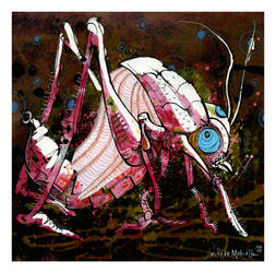 pink cricket 1