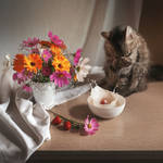 Strawberries with milk by MariaBabintseva Strawberries with milk by MariaBabintseva