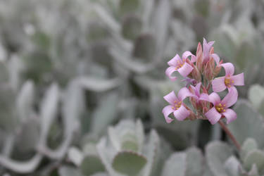 Tiny Pink Flowers.