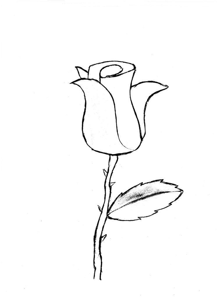 Rose Sketch By ModularSundays On DeviantArt rose-sketch-by-modularsundays-on-deviantart