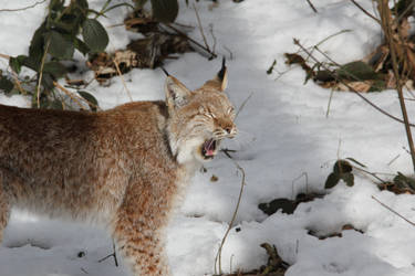 A tired Lynx