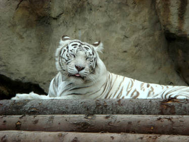 White tiger