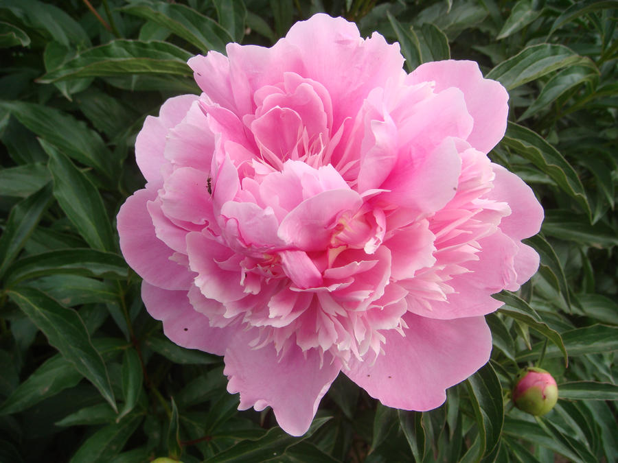 Пион розовая река Пион розовая река