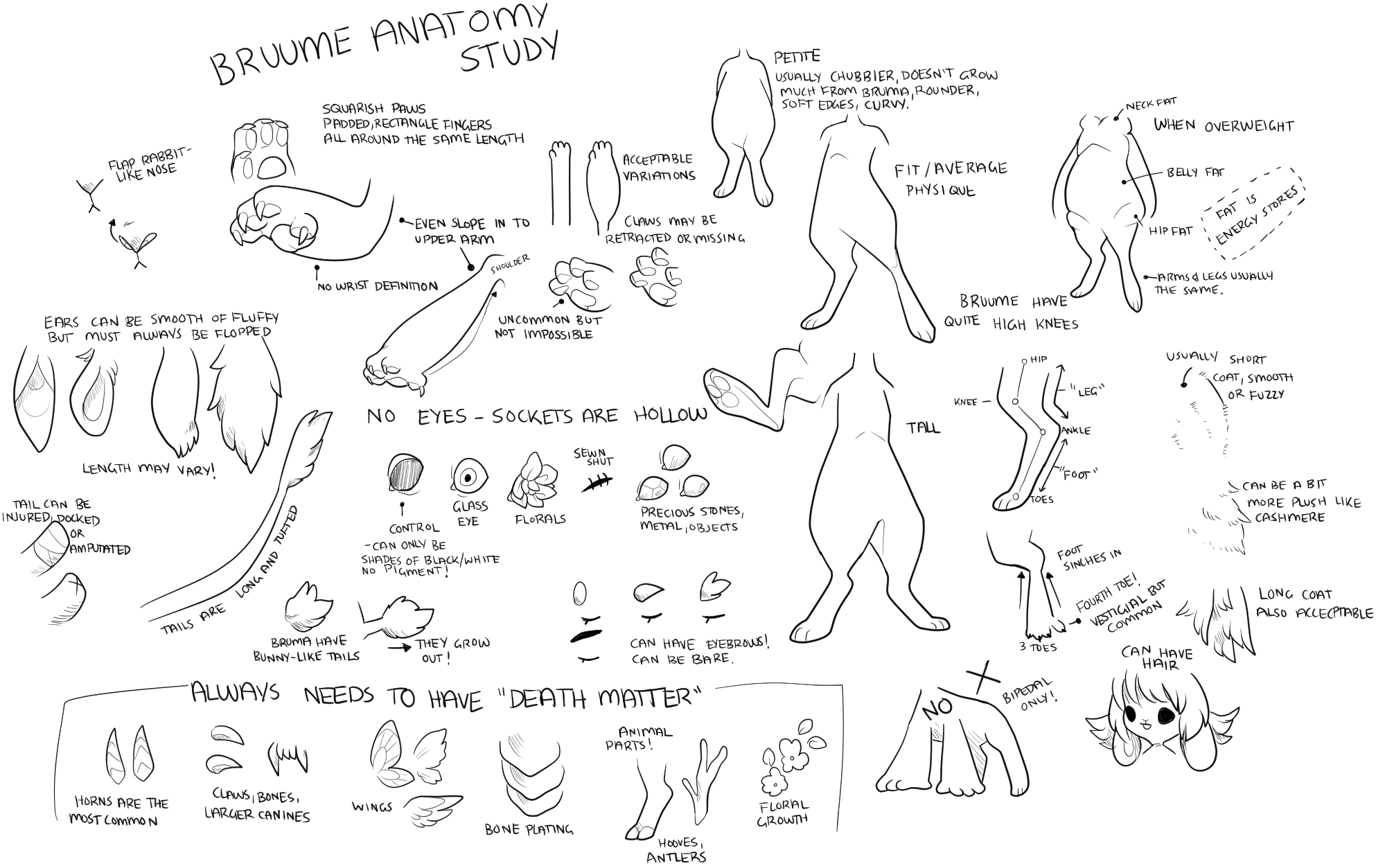 Bruume anatomy study