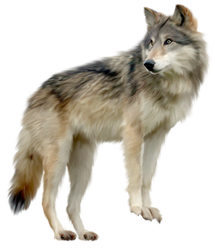 wolf PNG