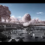 Chester park - IR