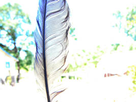 Bluejay Feather 3