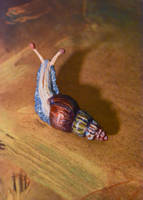 Snail