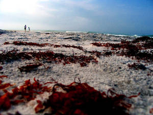 mm. seaweed
