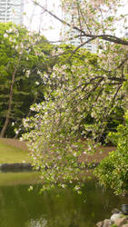 Cherry blossoms