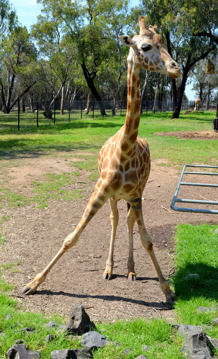 Awkward Giraffe