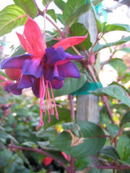 Fuschia