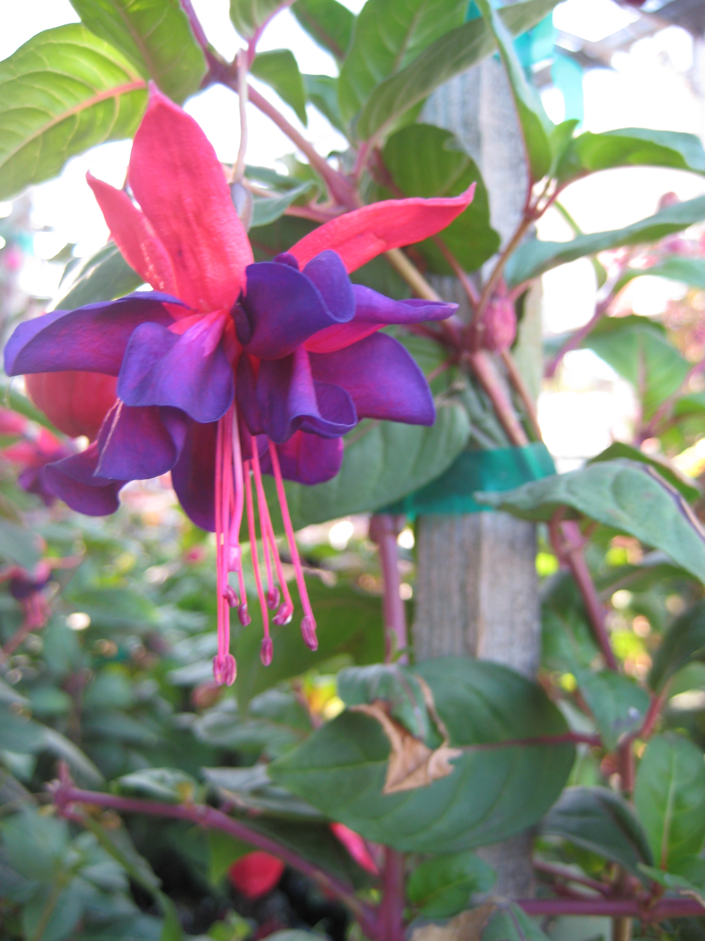 Fuschia