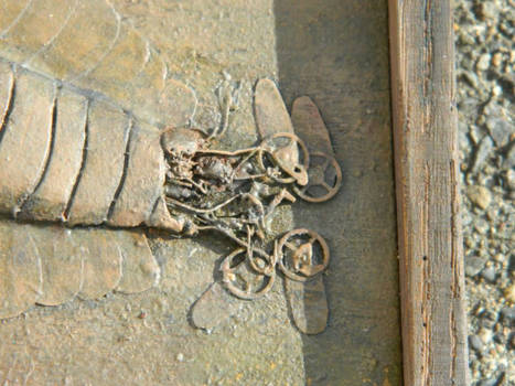 Opabinia regalis fossil detail