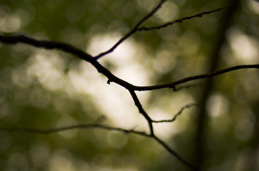 the angry bare twig by velcromousetrap on DeviantArt