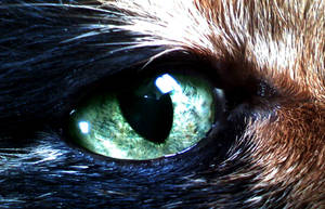 Cat's Eye