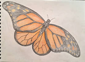 Beautiful insect