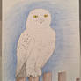Snowy owl