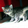 Cute Kitten 01