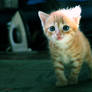 Cute Kitten 02