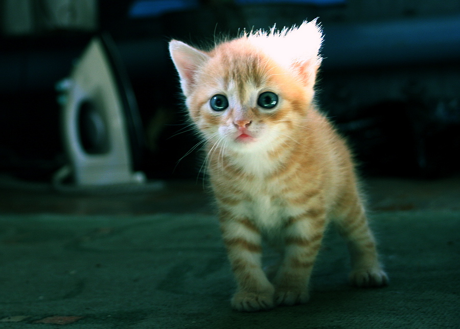 Cute Kitten 02