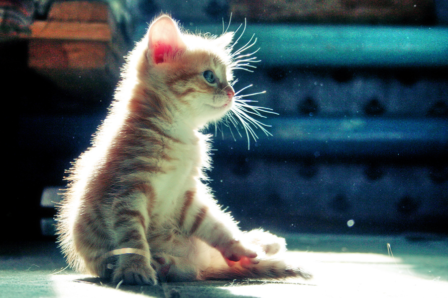 Cute Kitten 03